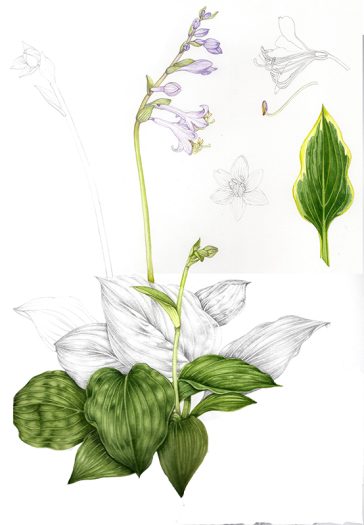 Funkia botanical illustration sketch.