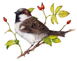 Sparrow Passer domesticus with rosehips
