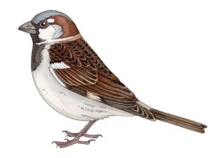 natural hsitory illustration sparrow
