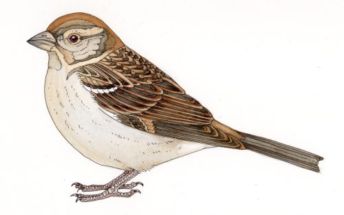 Natural history illustration of female house sparrow