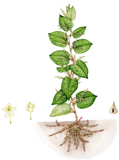 Asian knotweed botanical illustration