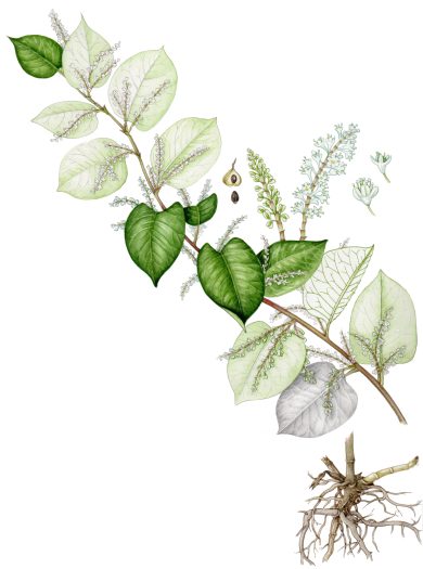 sketch botanical illustration of invasive Japanese knotweed plant