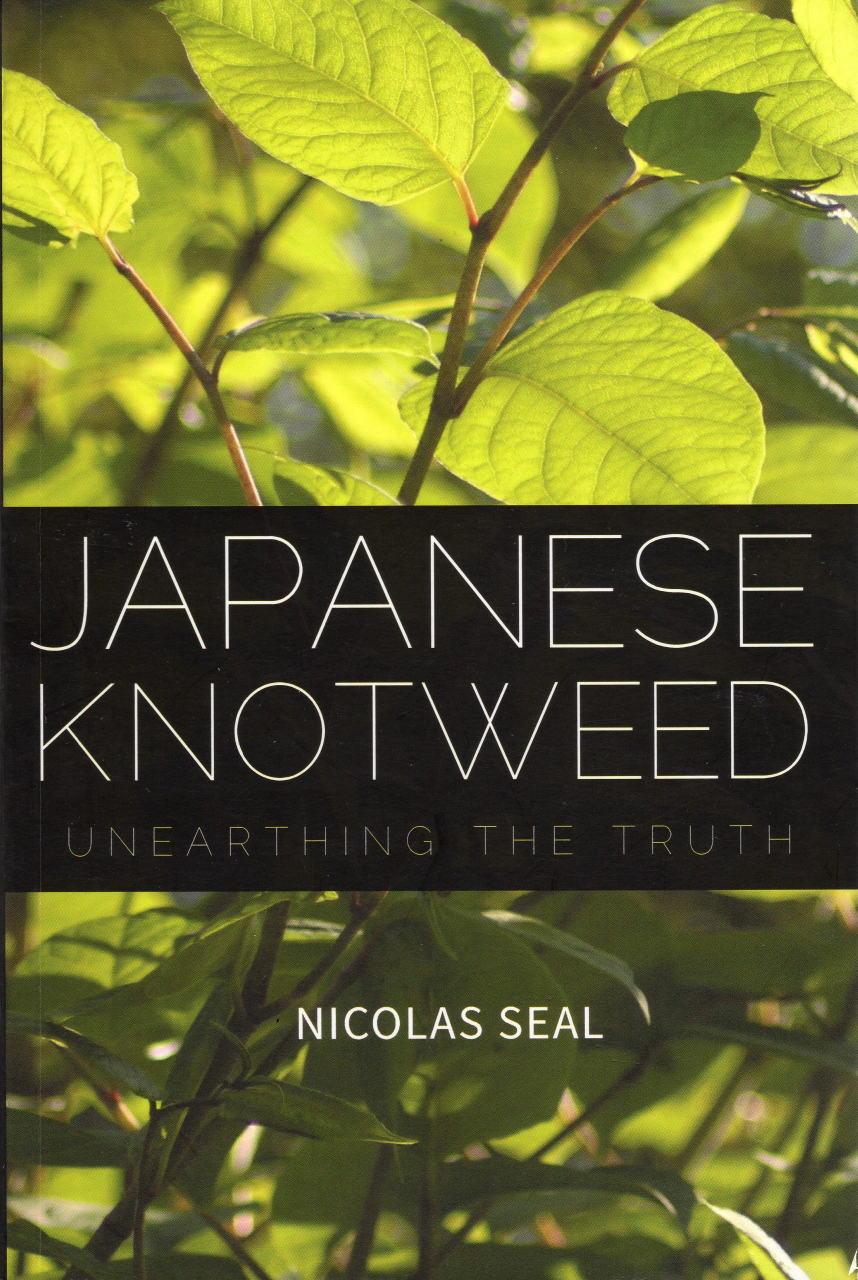 japanese knotweed