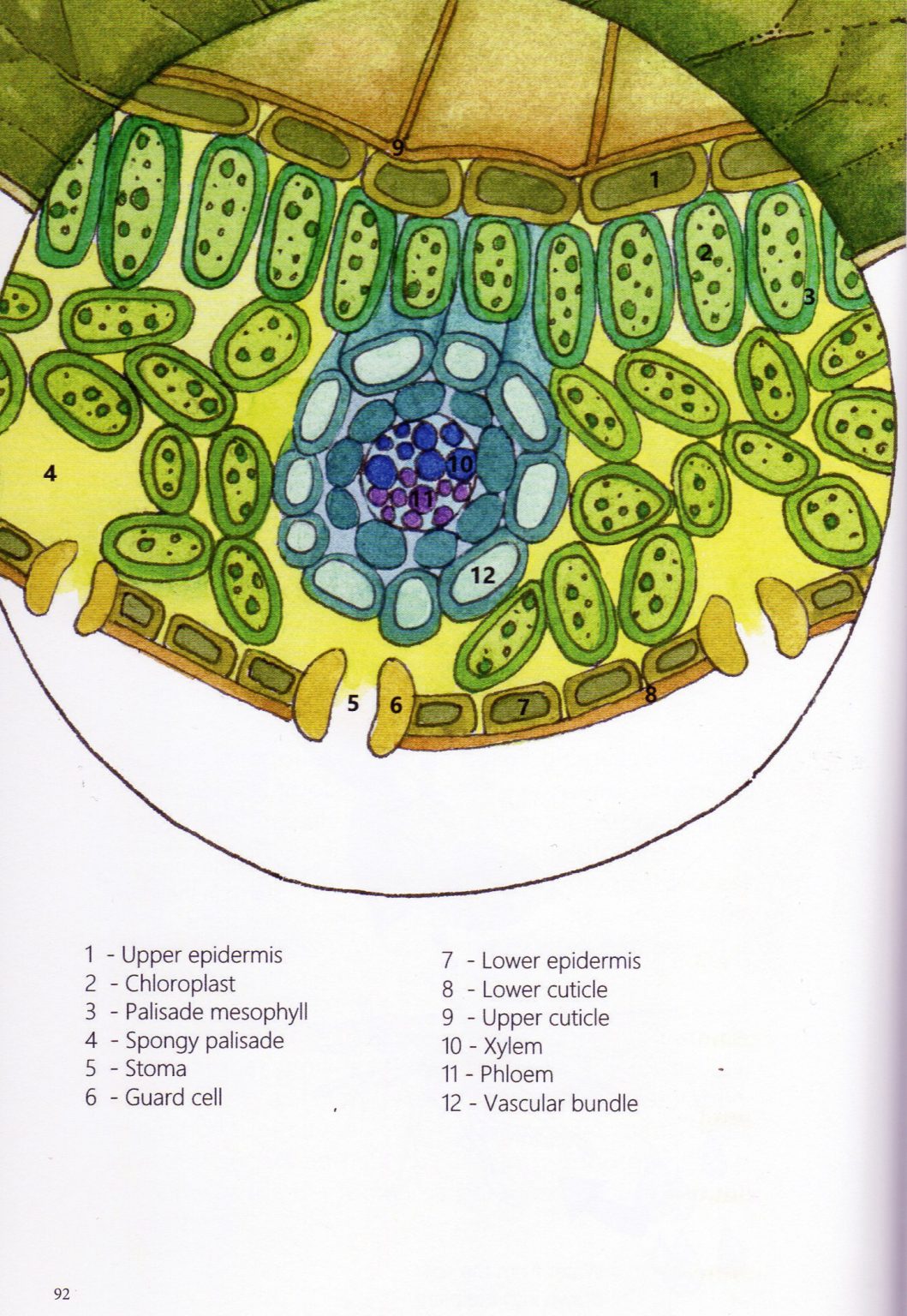 Japanese Knotweed Leaf Structure Diagram Lizzie Harper 8482