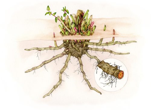 Invasive japanese knotweed botanical illustration of root ball