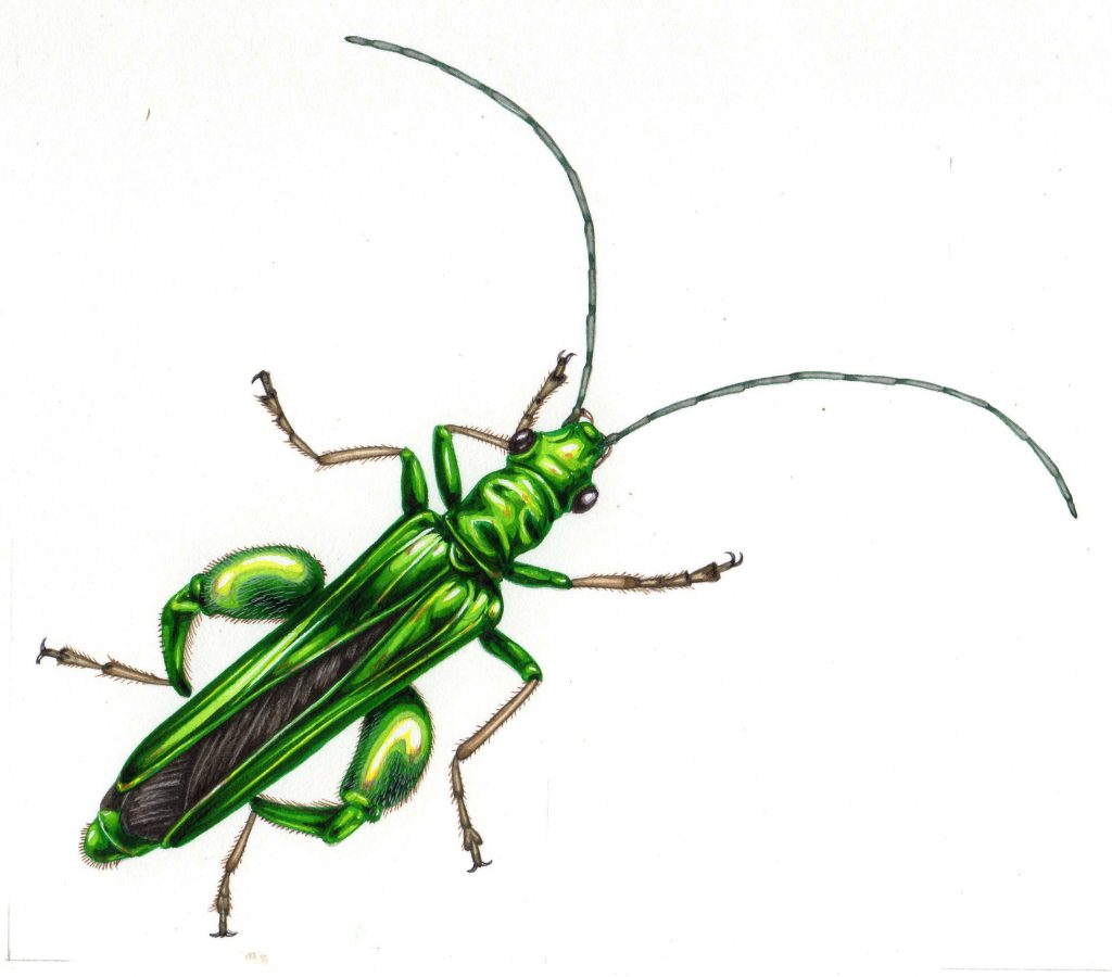 Jersey Post Beetles Post and go