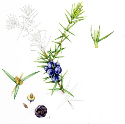 sketch botanical illustration of juniper and berry