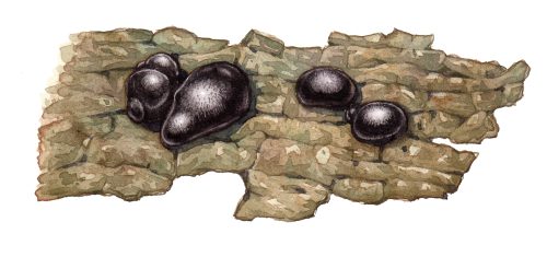Hard fungus King Alfred's cakes botanical illustration