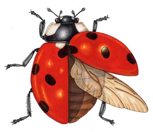 ladybug with outstretched wing diagram