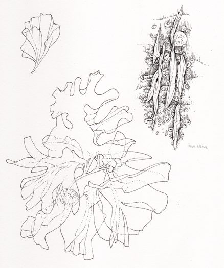 Seaweed Larva laverbread natural history illustration