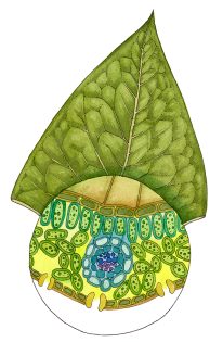 Leaf cross section diagram