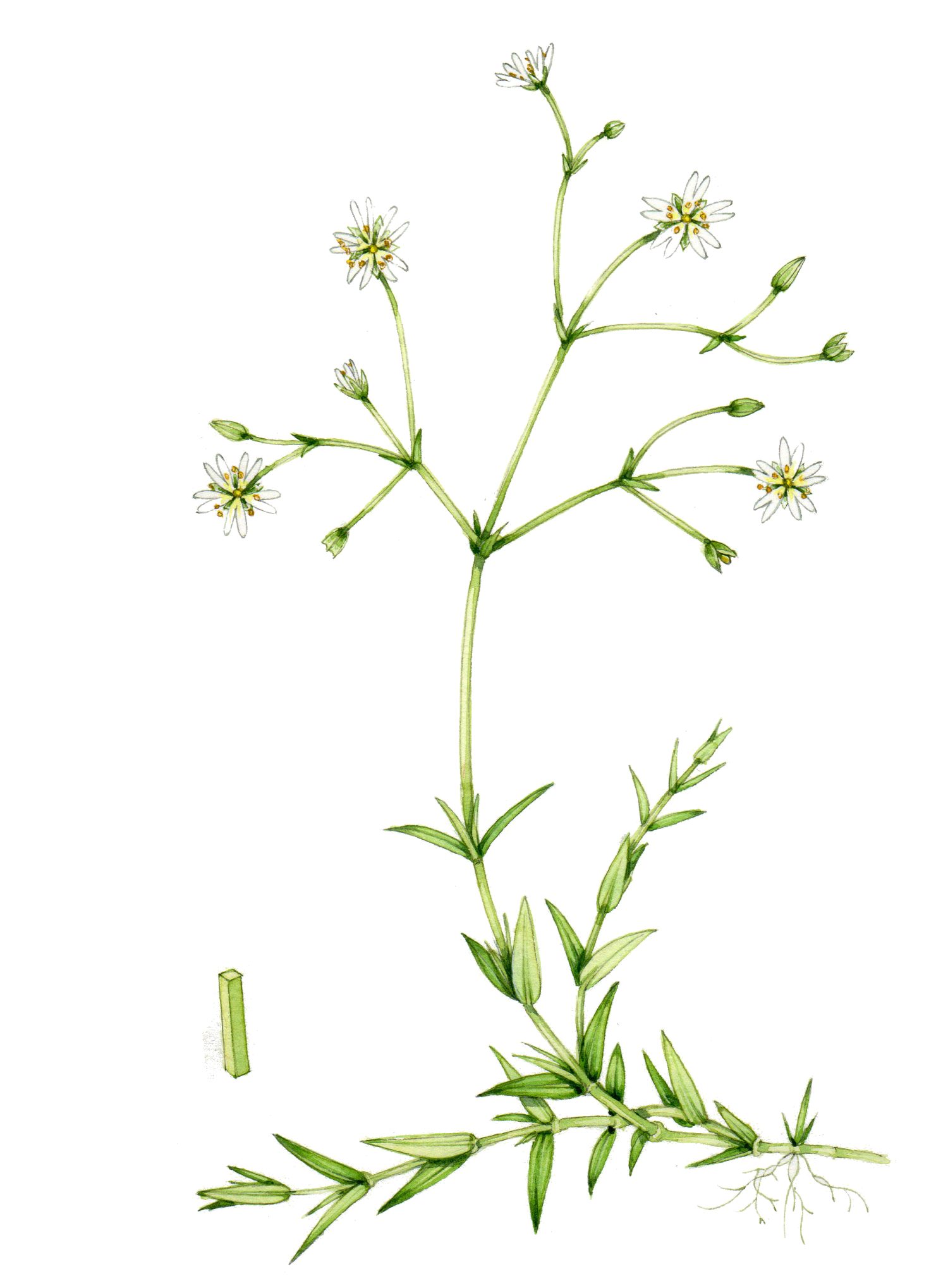 Lesser stitchwort Stellaria graminea - Lizzie Harper