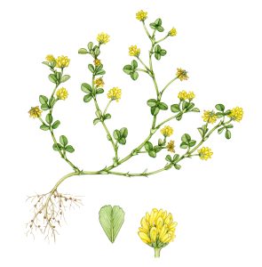 Trefoil watercolour with detail of one flower and leaf