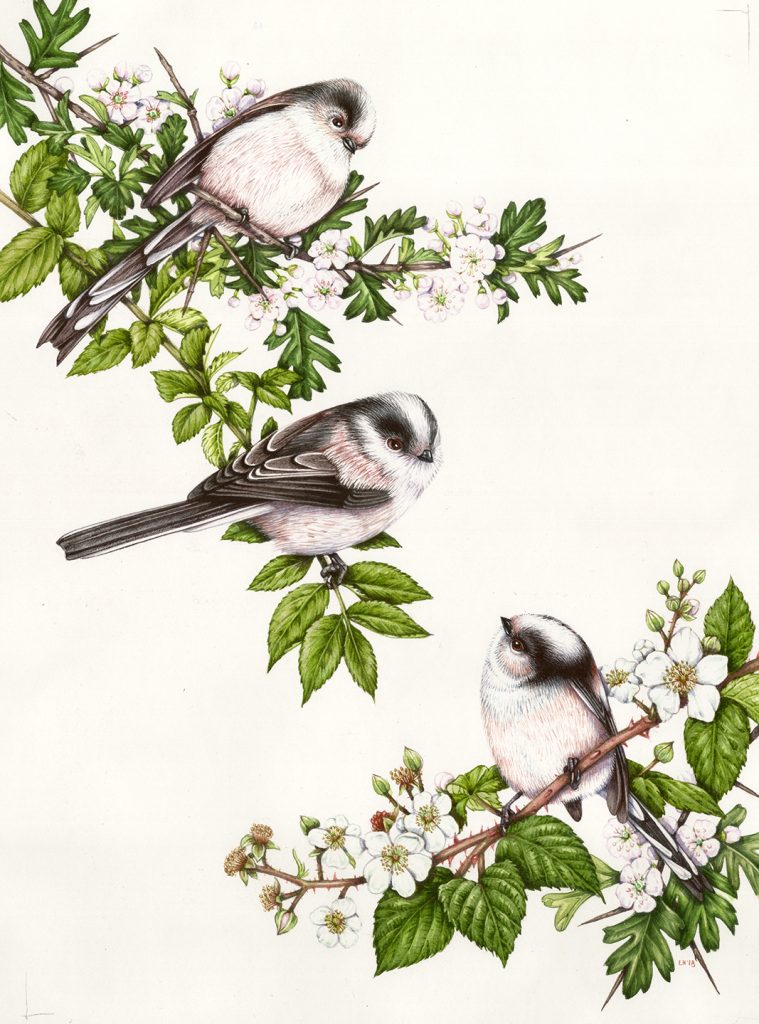 long tail tits natural history illustration