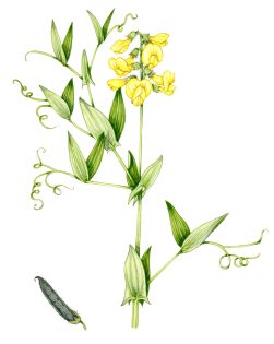 Meadow vetchling Lathyrus pratensis