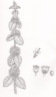 Mint Mentha arvensis