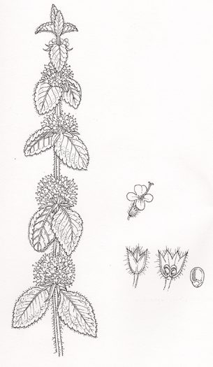 Common mint botanical illustration