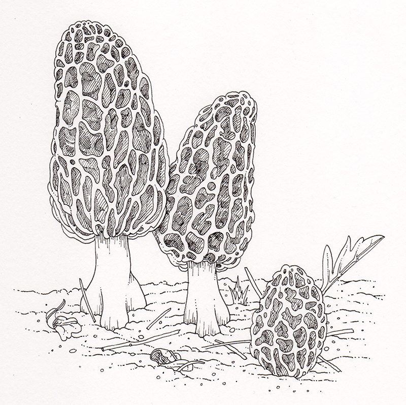 Morels