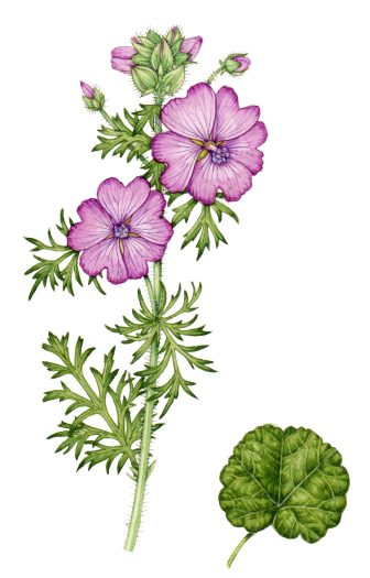 botanical illustration of mallow
