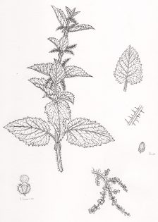 Nettle Urtica dioica pen and ink