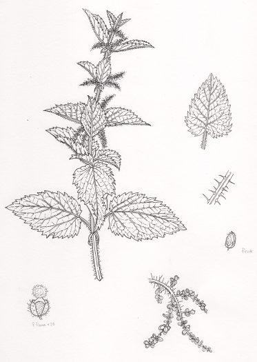 stinging nettle botanical illustration
