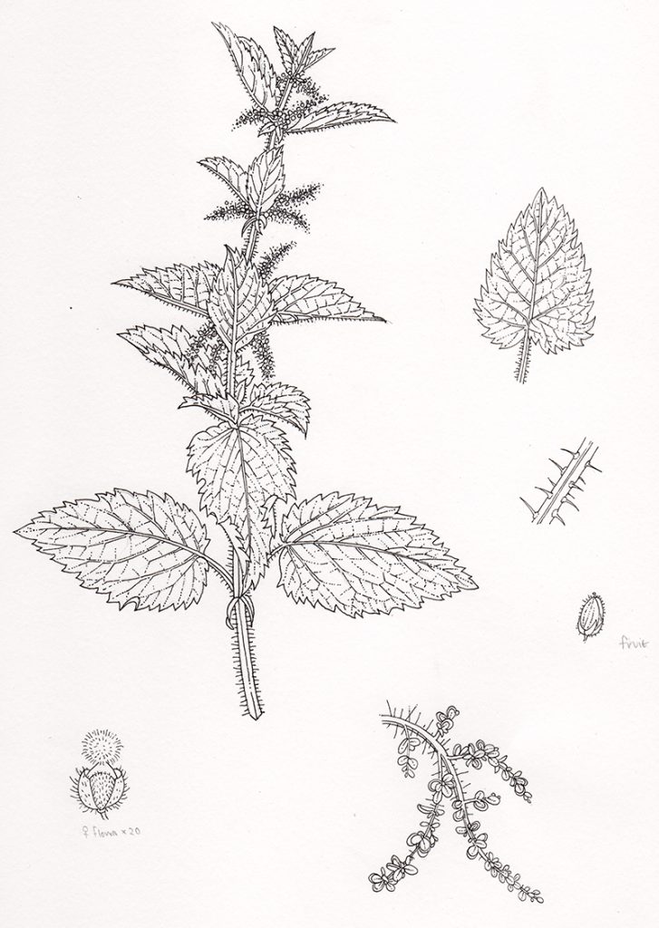 Nettle Urtica dioica pen and ink Lizzie Harper