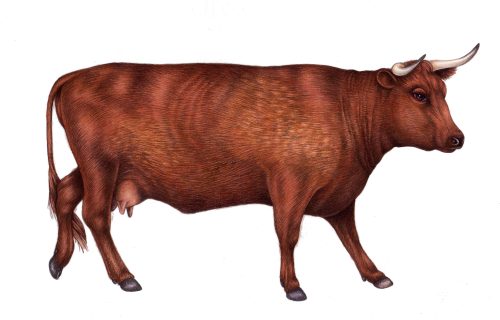 rare breeds devon cattle
