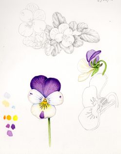 Pansy Viola tricolor sketchbook study