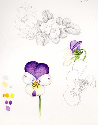 wild pansy botanical illustration