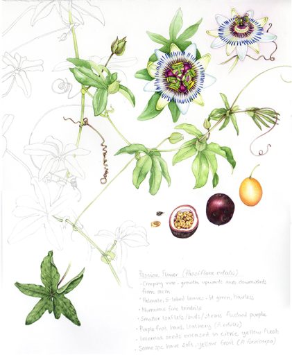 Passionflower and passionfruit sketch botanical illustration