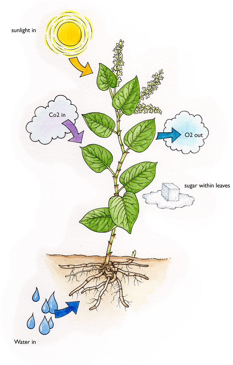 Photosynthesis diagram - Lizzie Harper