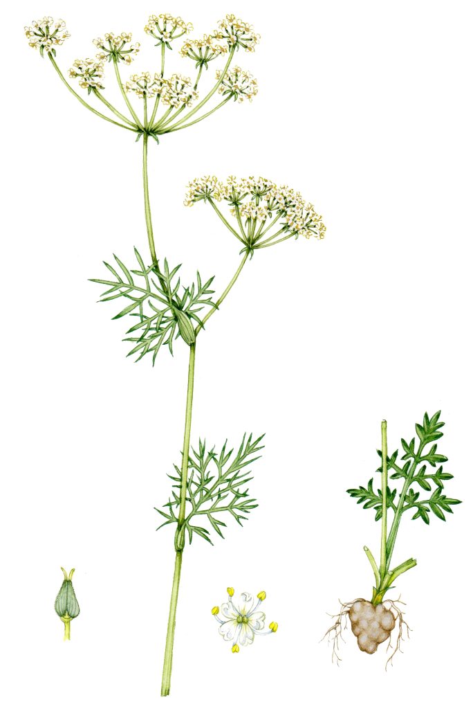 Pignut Conopodium majus - Lizzie Harper