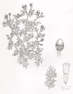 pineapple may weed botanical illustration