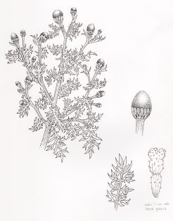 Pineapple weed Matricaria discoidea pen and ink