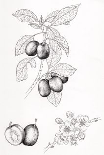Plum Prunus domestica