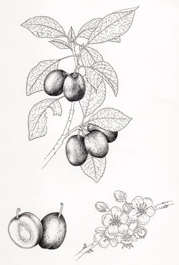 plum botanical illustration