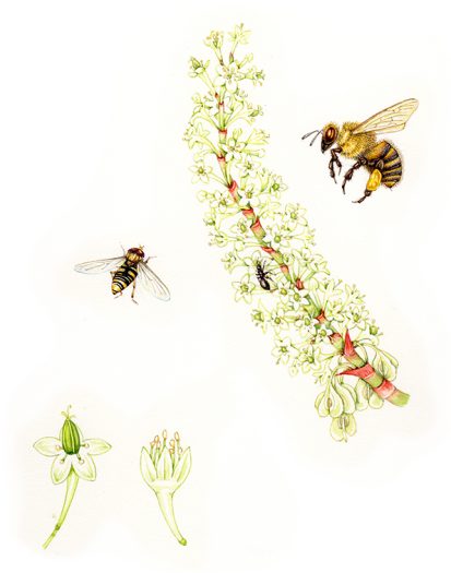 Honey bee hover fly ant on flowering spike