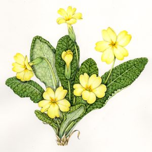 Primrose Primula vulgaris