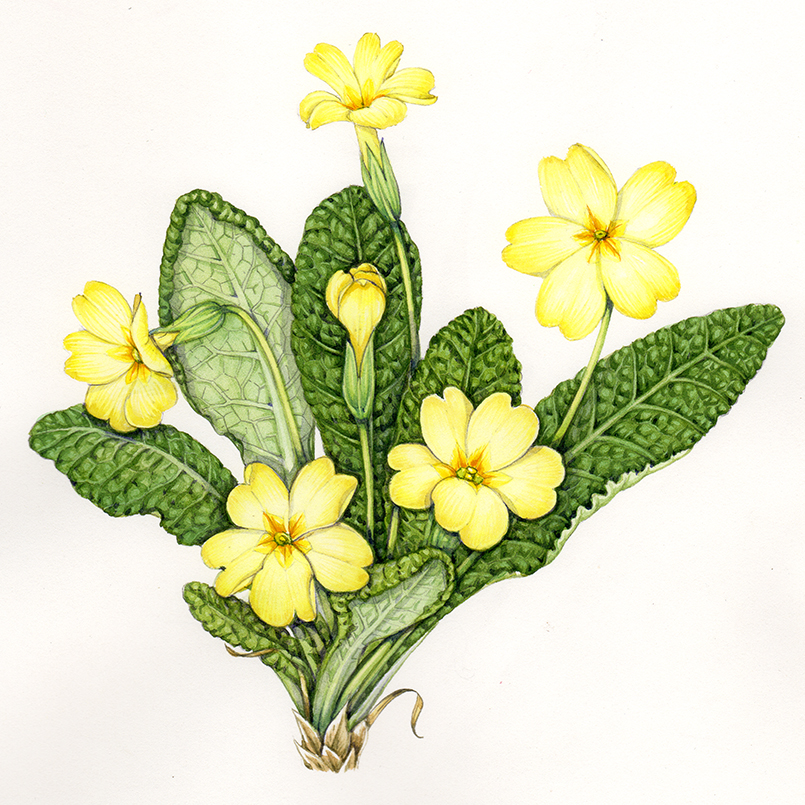 Primrose Primula Vulgaris Lizzie Harper 