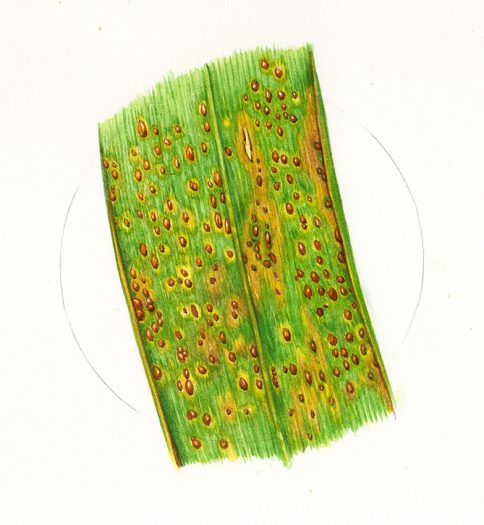 Puccinia recondite botanical illustration wheat disease