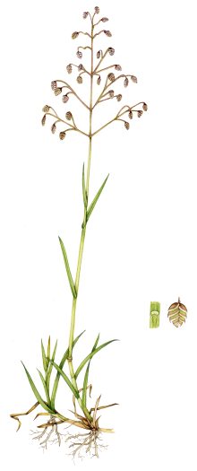 Quaking grass botanical illustration
