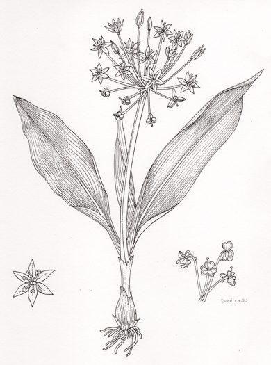 Wild garlic botanical illustration