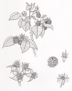 Raspberry Rubus idaeus