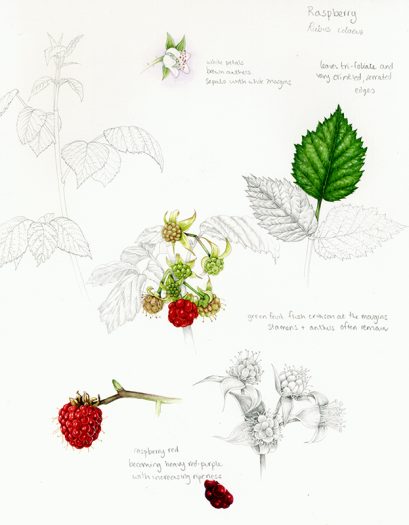 Raspberries botanical illustration