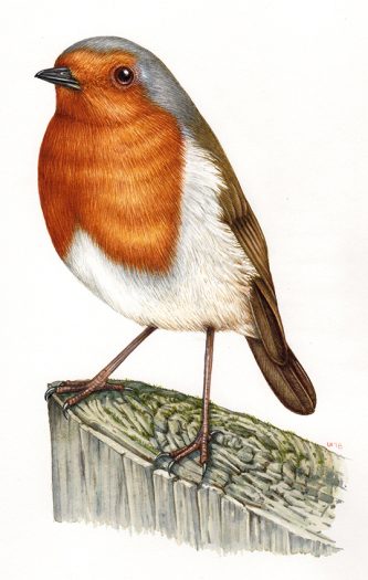 Robin ornithological illustration