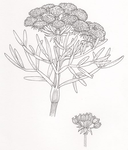 pen and ink botanical illustration of smaphire