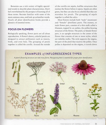 21st century Herbal