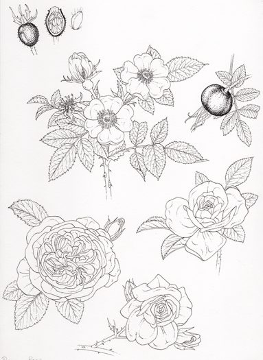 garden rose botanical illustration