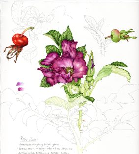 Rose Rosa rugosa with rosehip sketchbook study