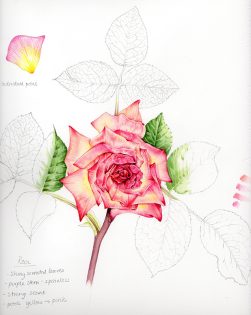 Rose Rosa sketchbook study